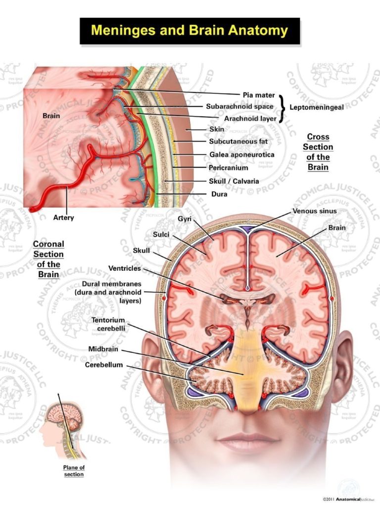 Meninges of the Brain – Infant – No Text – Stock Medical