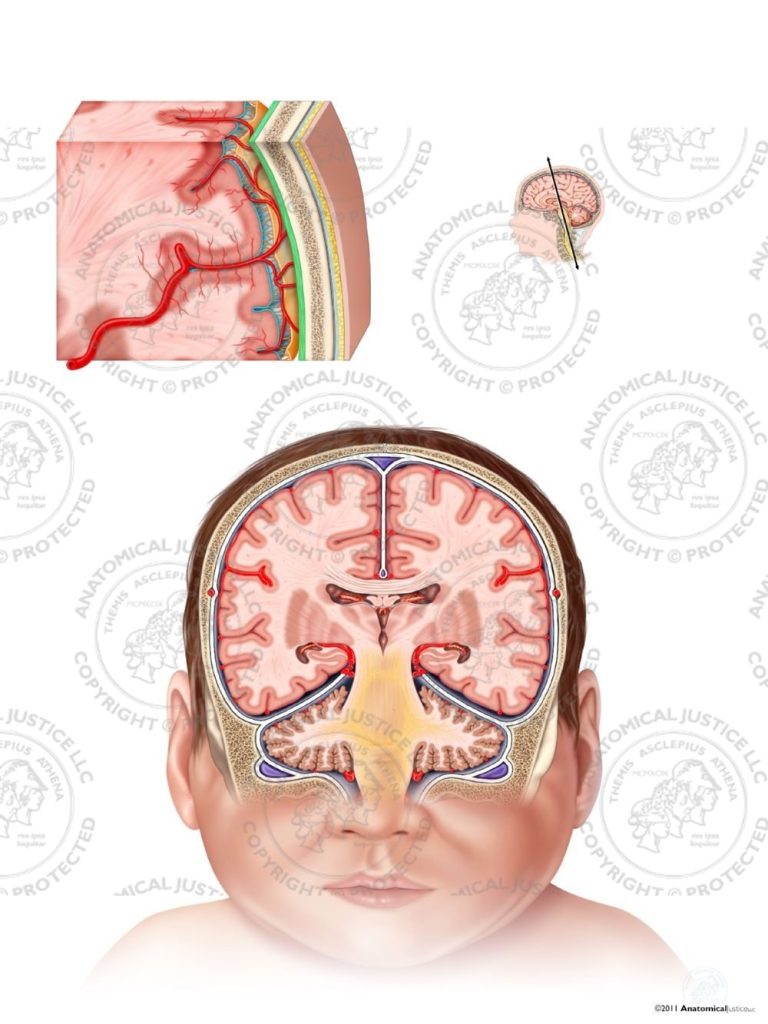 Meninges of the Brain – Infant – Stock Medical Illustration for
