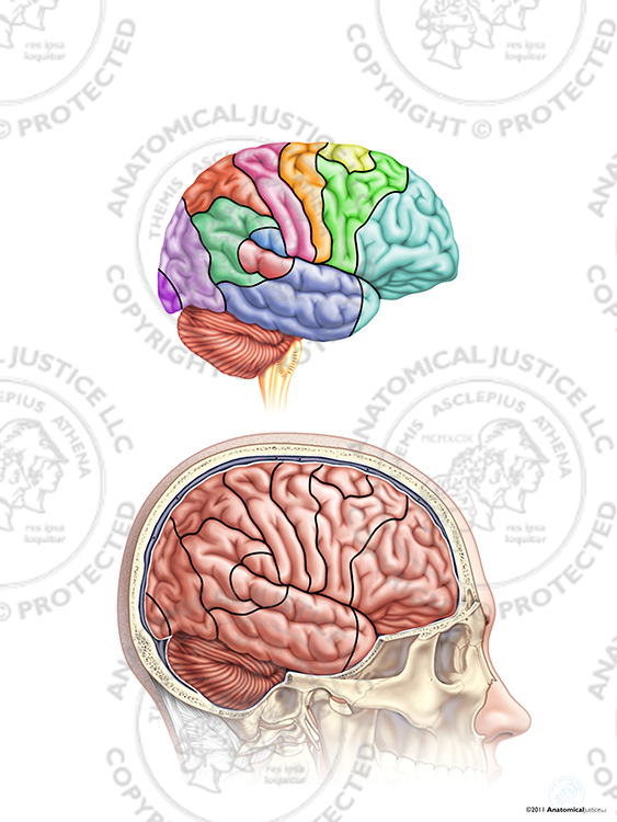 Contrecoup Injury Animation – Part 1 – Anatomy and Functions of the ...